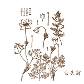 白头翁矢量