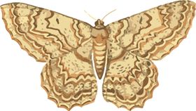 蝴蝶昆虫插画