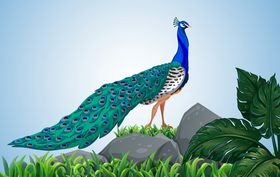 孔雀