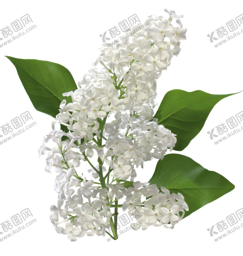 编号：21518405181307106192【酷图网】源文件下载-丁香花