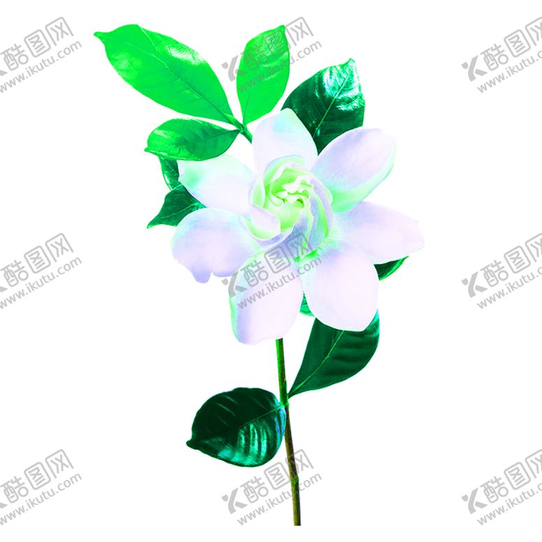 编号：36032306151211559042【酷图网】源文件下载-花素材