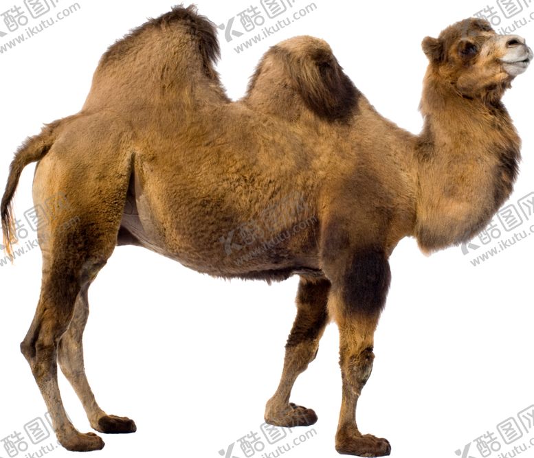编号：11038910041559481658【酷图网】源文件下载-骆驼