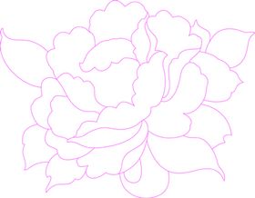牡丹花
