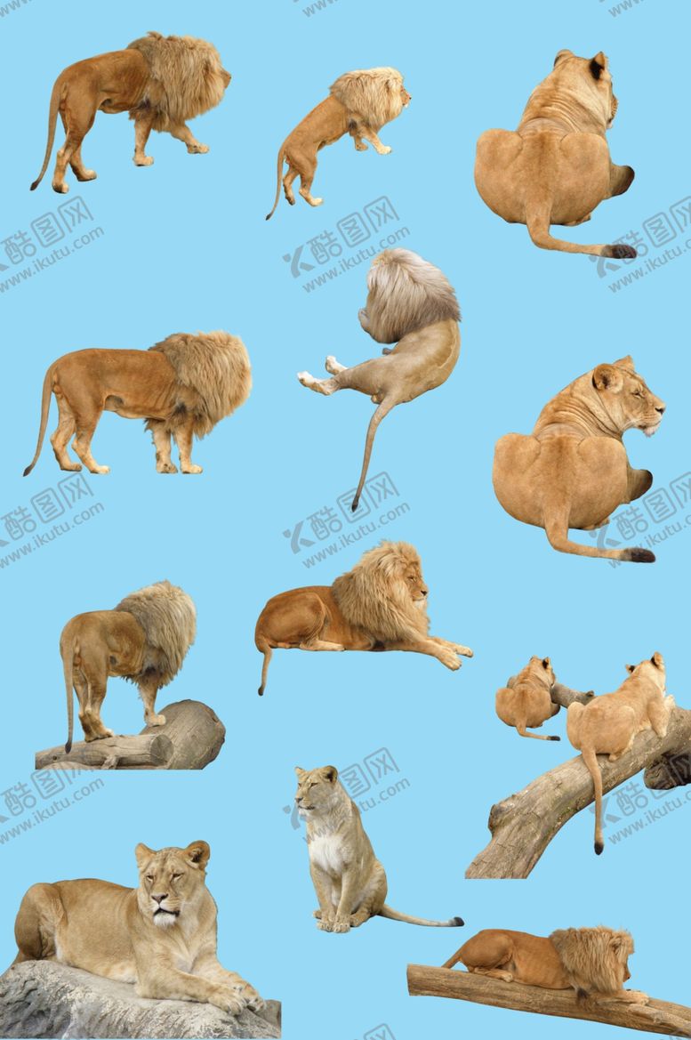 编号：72022510110402117632【酷图网】源文件下载-狮子