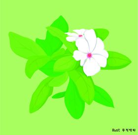 茉莉花插画