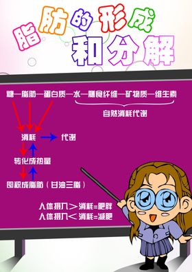 瘦邦纤体脂肪形成和分解