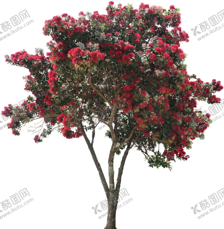 编号：46678206292240283599【酷图网】源文件下载-免扣树木素材