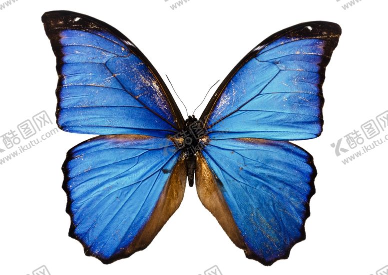 编号：76390109282052055748【酷图网】源文件下载-昆虫蝴蝶花纹图案