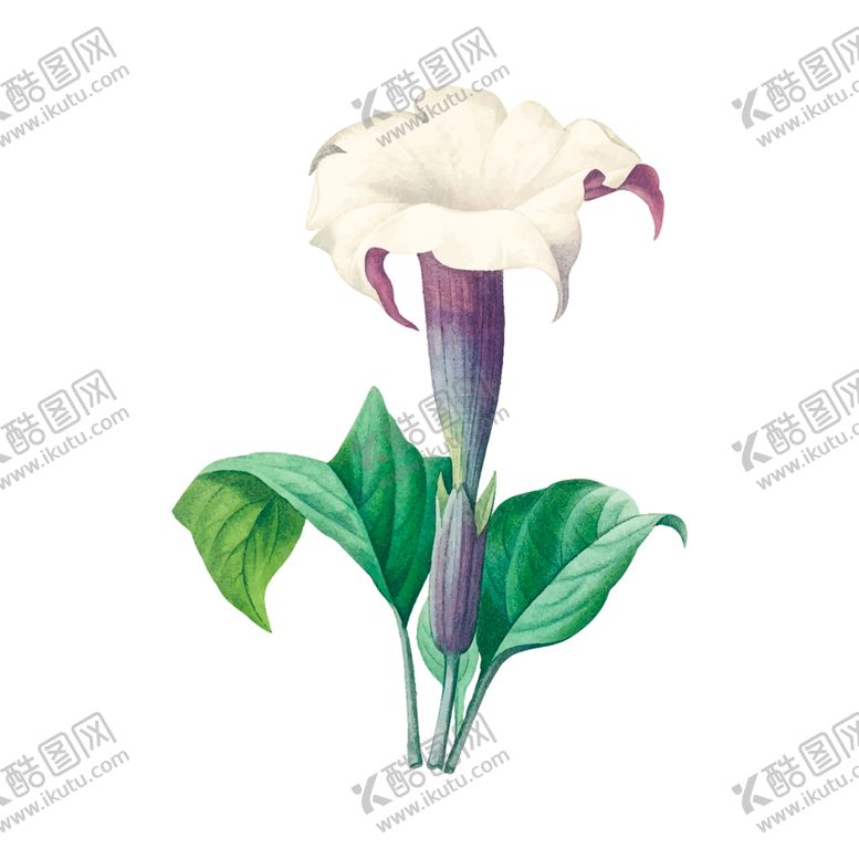 编号：61976809201119146873【酷图网】源文件下载-花卉插图