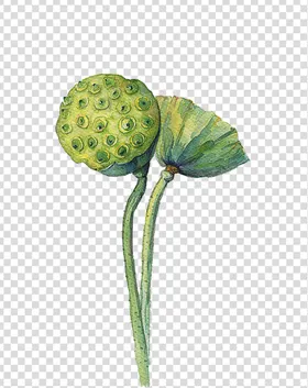 荷花莲花夏至免扣素材国风素材手绘