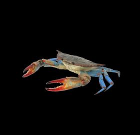 海洋生物