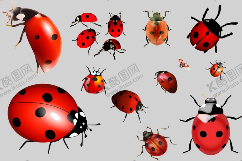 编号：75584610012211402139【酷图网】源文件下载-七星瓢虫