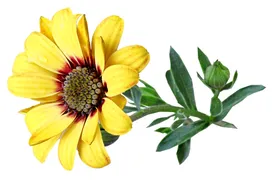 鲜花