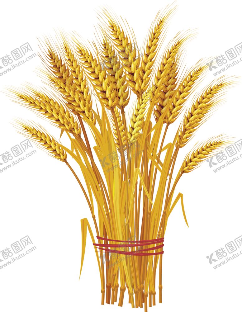 编号：57165310221152559206【酷图网】源文件下载-透明小麦png素材