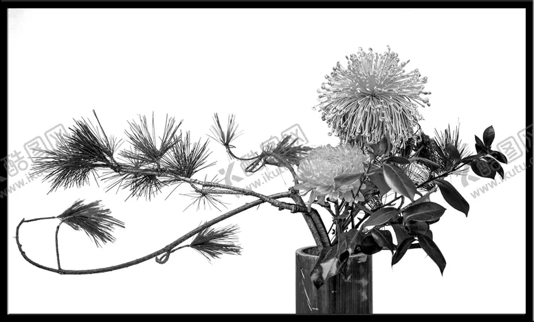 编号：83054609261052044580【酷图网】源文件下载-菊花