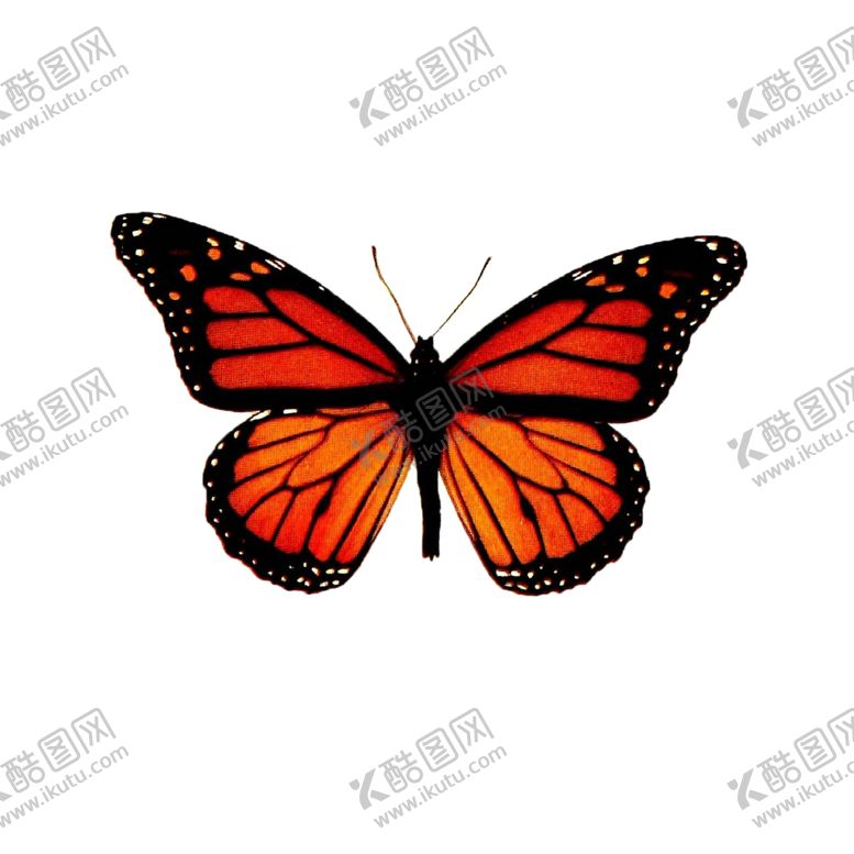 编号：65179105062042282717【酷图网】源文件下载-蝴蝶透明PNG免扣