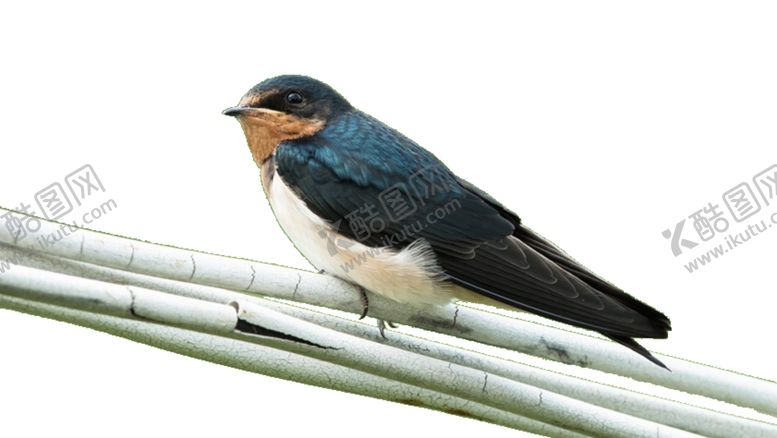 编号：30602810291841257342【酷图网】源文件下载-燕子素材