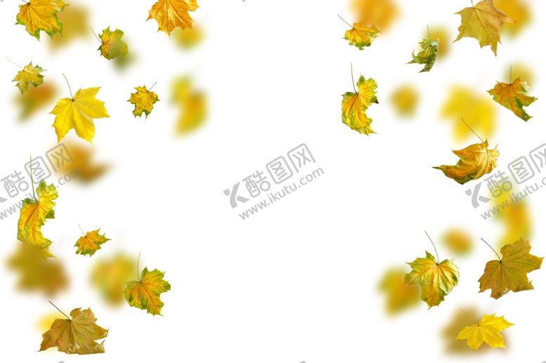 编号：42957407070037002883【酷图网】源文件下载-枫叶
