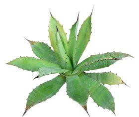 免扣植物素材