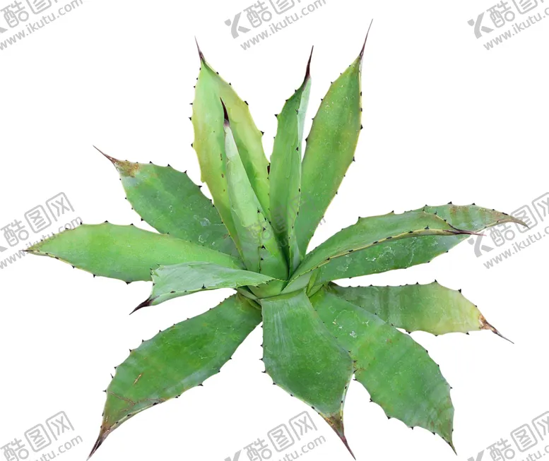 编号：26293206271930081870【酷图网】源文件下载-免扣植物素材