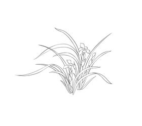 工笔花卉兰花