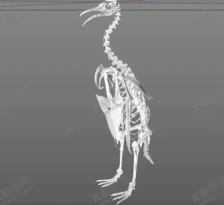 编号：34421302122258111269【酷图网】源文件下载-C4D模型骨头