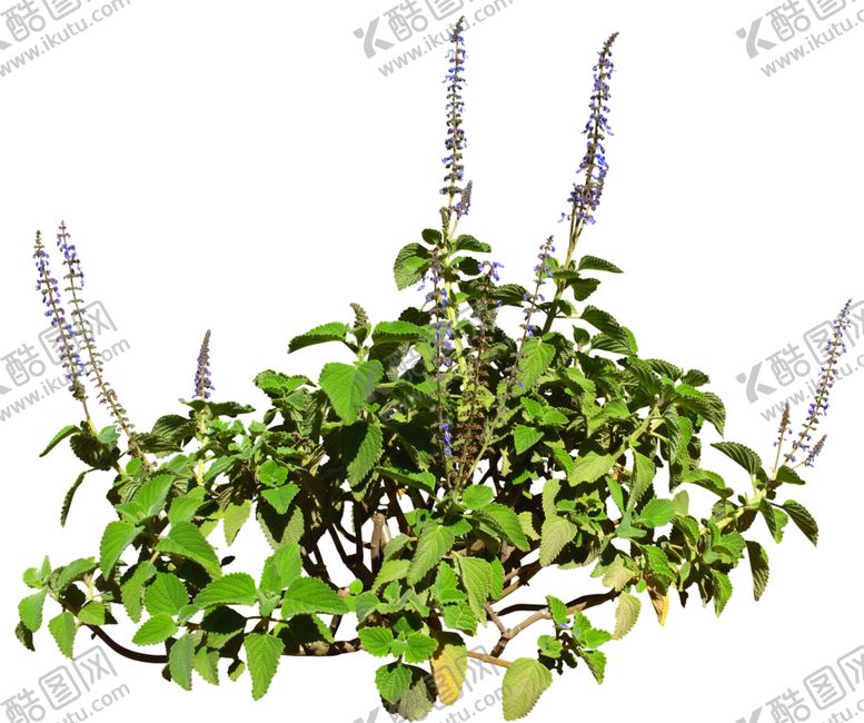 编号：58112509291130444429【酷图网】源文件下载-免扣植物花卉