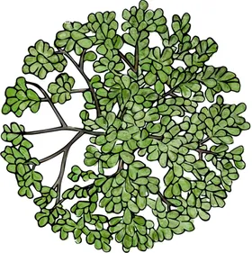 手绘植物绿树叶免扣树木