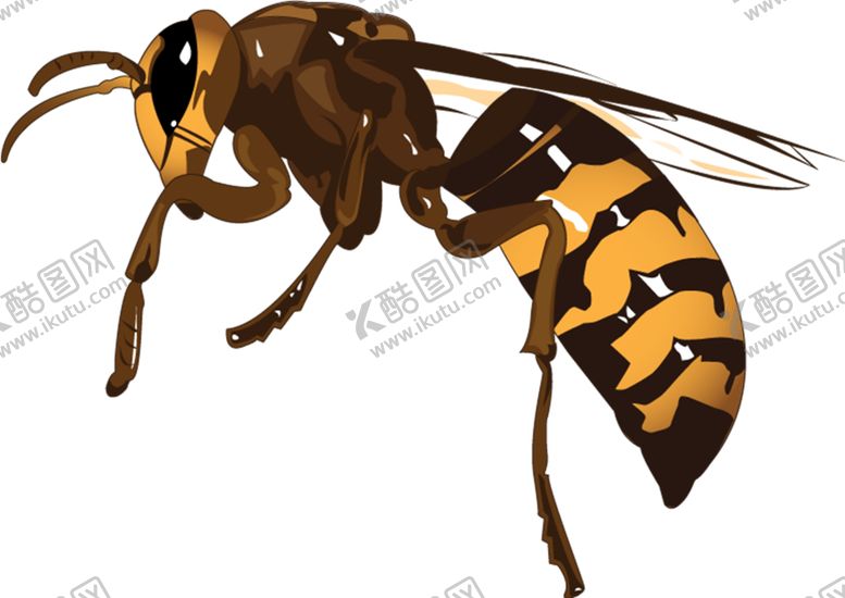 编号：31488809181241248761【酷图网】源文件下载-黄蜂