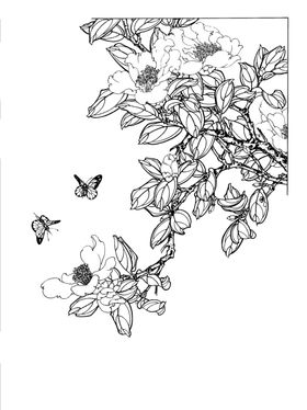 免扣图山茶花蝴蝶手绘图