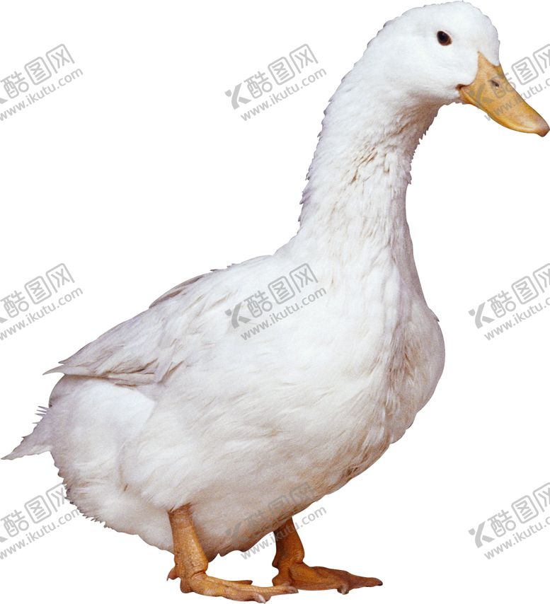 编号：37800909221521133152【酷图网】源文件下载-家禽鸭子鹅元素
