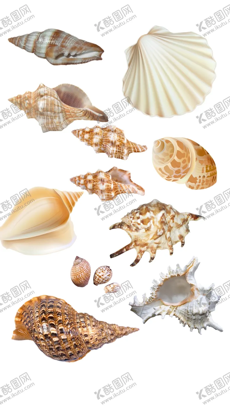 编号：95462710061926271809【酷图网】源文件下载-免扣海螺贝壳无背景素材