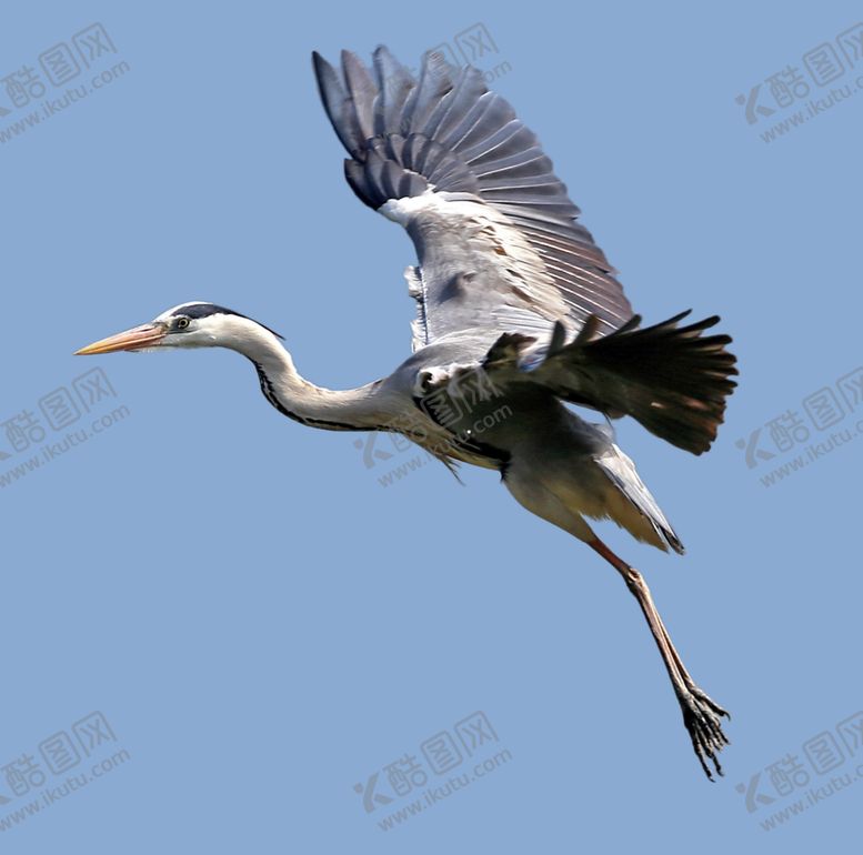 编号：20549010291004495389【酷图网】源文件下载-飞行苍鹭去背景素材