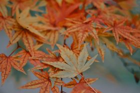 枫叶花草绽放自然景观
