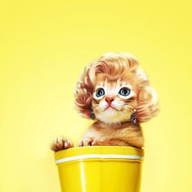 花瓶女郎猫
