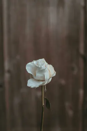 玫瑰花爱情花花卉