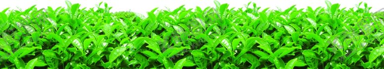 编号：96333709280817035177【酷图网】源文件下载-茶叶