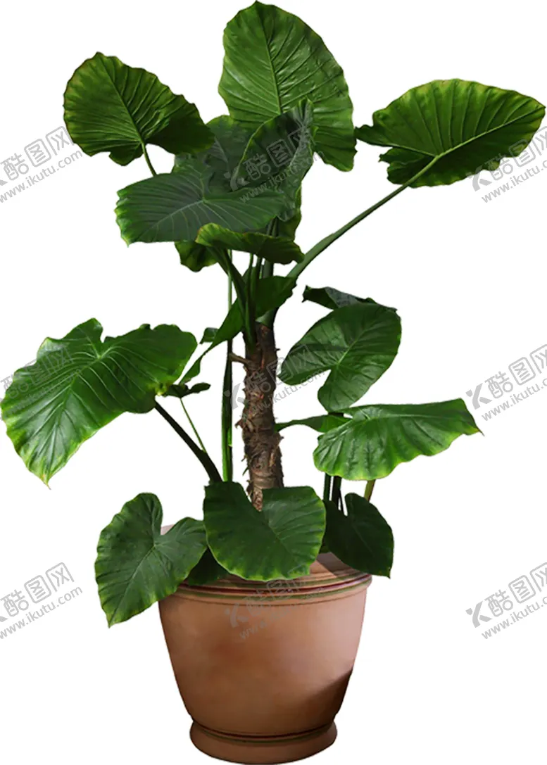 编号：56390810030520402467【酷图网】源文件下载-植物