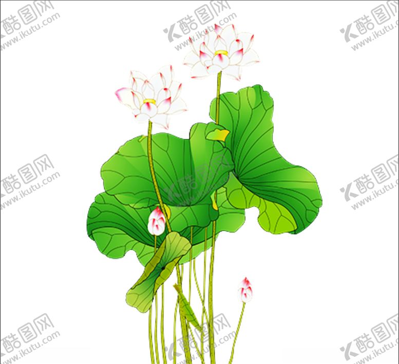 编号：50158810231259373270【酷图网】源文件下载-荷花