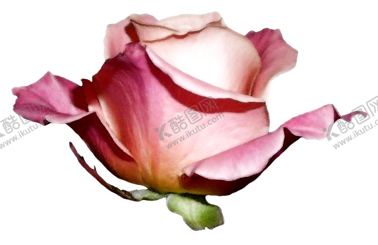 编号：66913209200958163785【酷图网】源文件下载-粉色玫瑰花朵图案