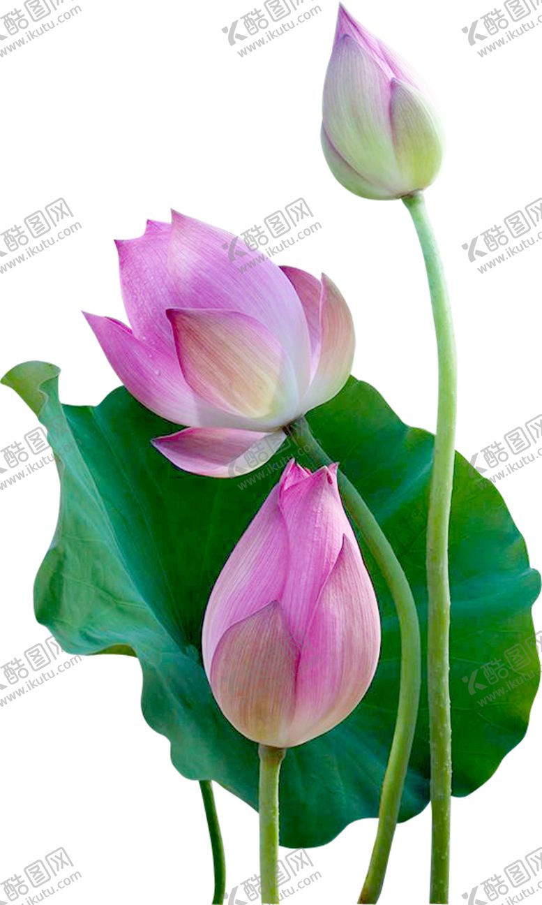 编号：24710003300451319168【酷图网】源文件下载-荷花元素
