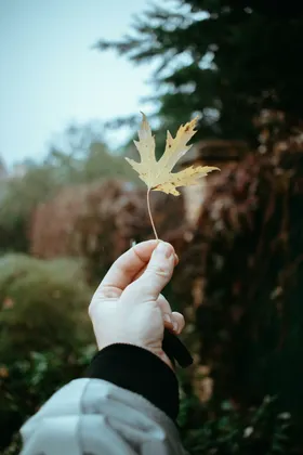 枫叶自然景观摄影花草绽放
