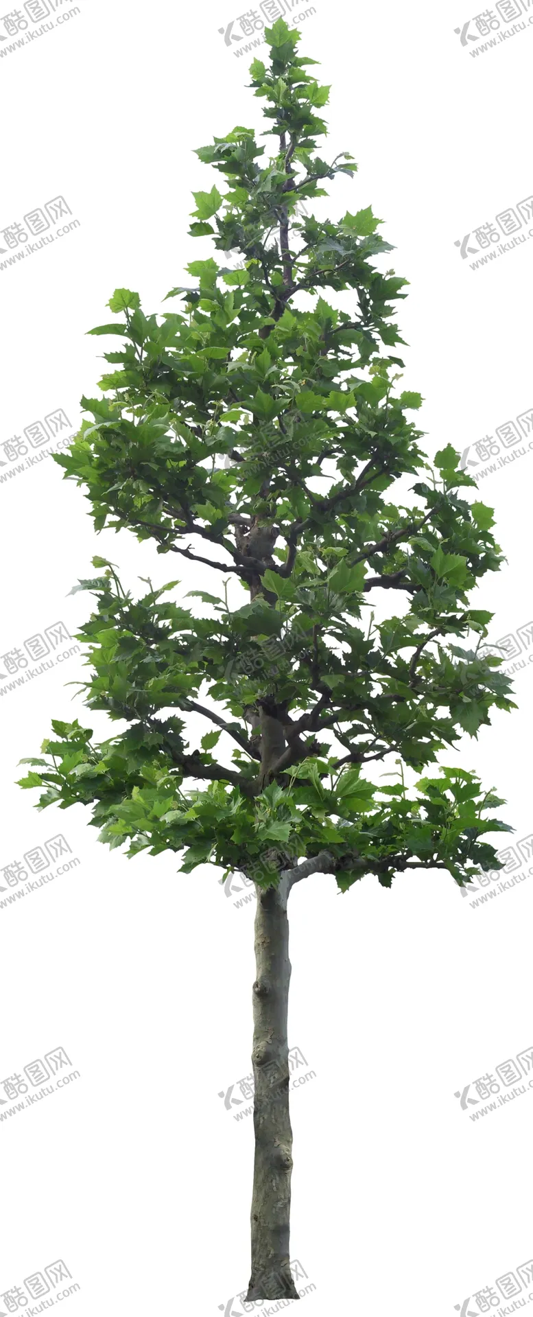 编号：84709605151455149644【酷图网】源文件下载-免扣植物树木素材图片