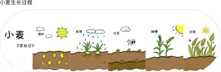 编号：47617212080938531628【酷图网】源文件下载-小麦生长全过程