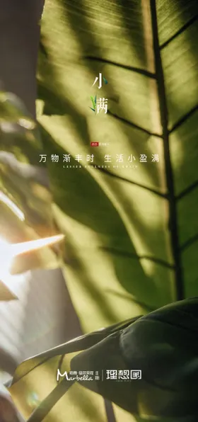 小满海报阳光二十四节气绿叶