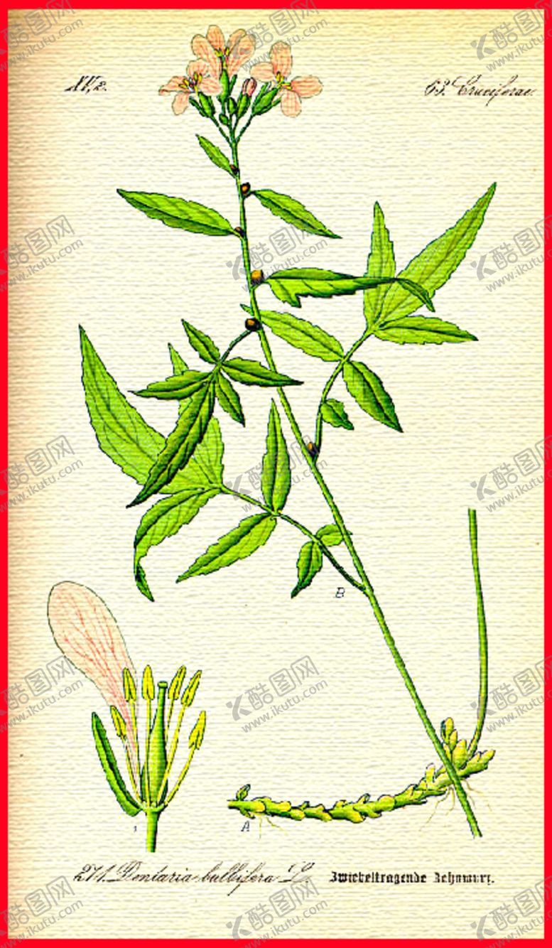 编号：51298209091128344591【酷图网】源文件下载-植物叶子