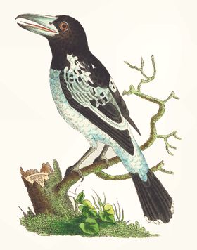鸟类插画