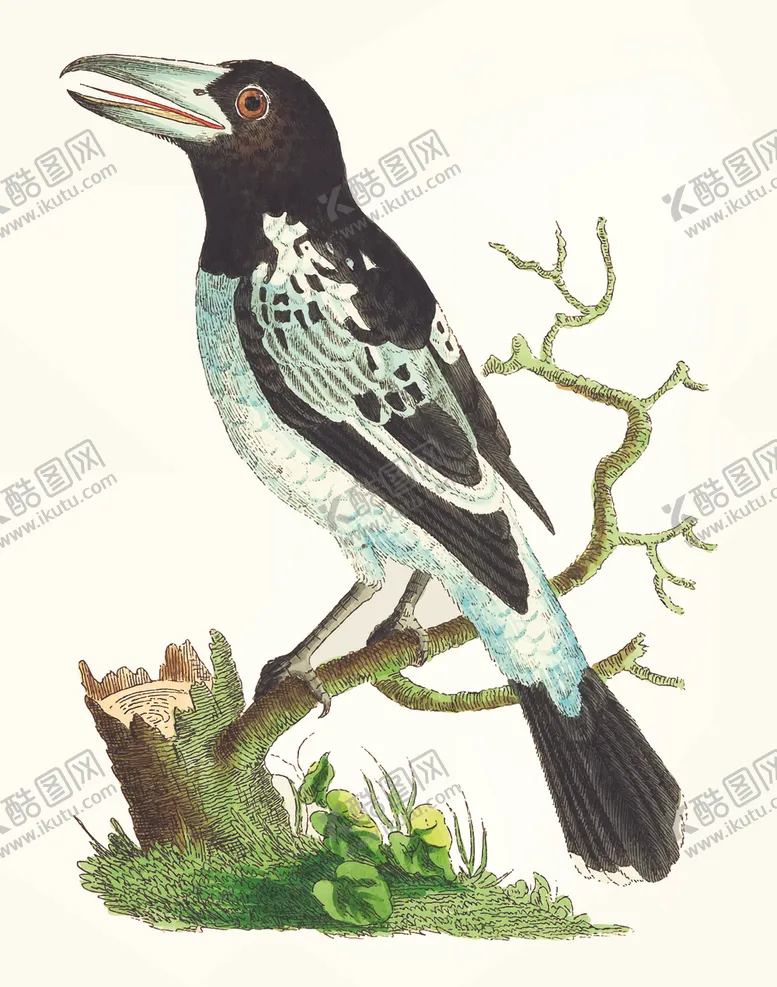 编号：93080805050520015810【酷图网】源文件下载-鸟类插画