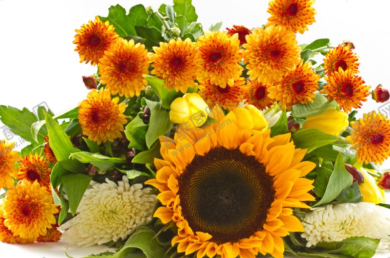 编号：35149209190300056050【酷图网】源文件下载-向日葵