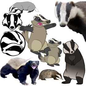 貛png免扣高清素材